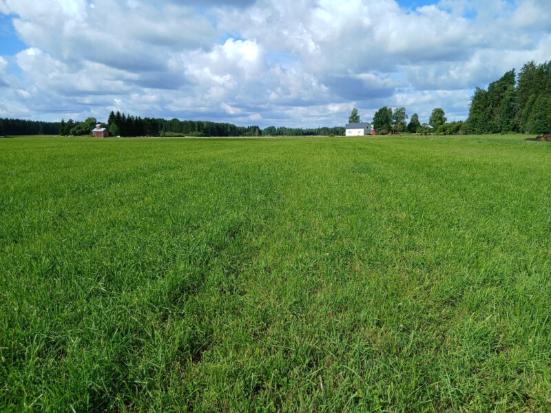 kylmäoja 3.8.2026