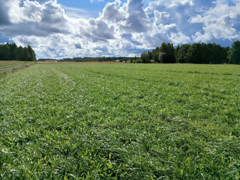 lamminranta 11.8.2026