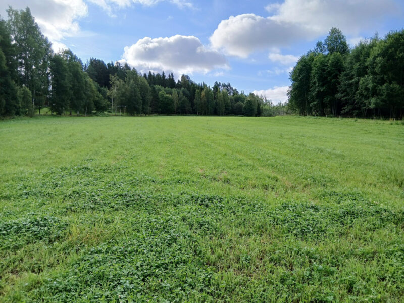 leipurinlohko 11.8.2026