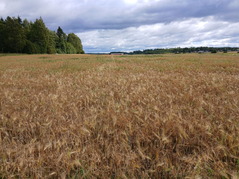 mönkkö 17.8.2026