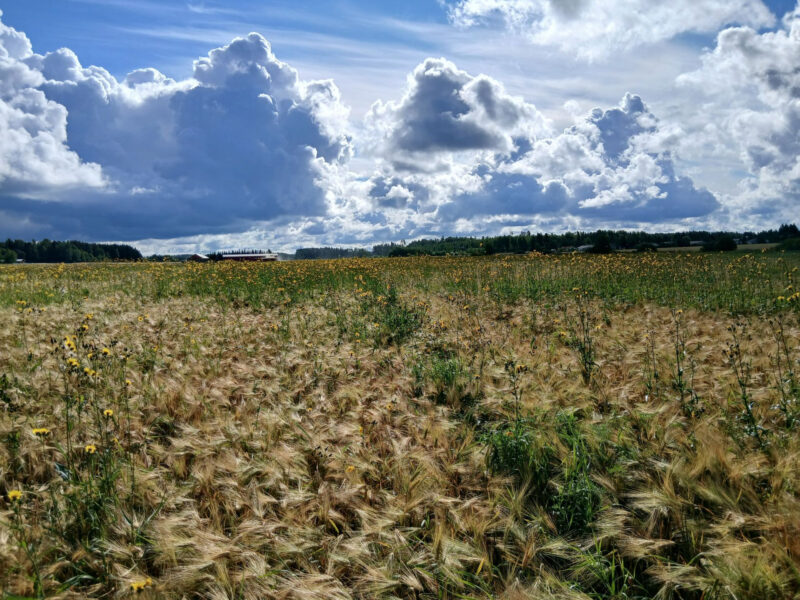 mönkkö 11.8.2026