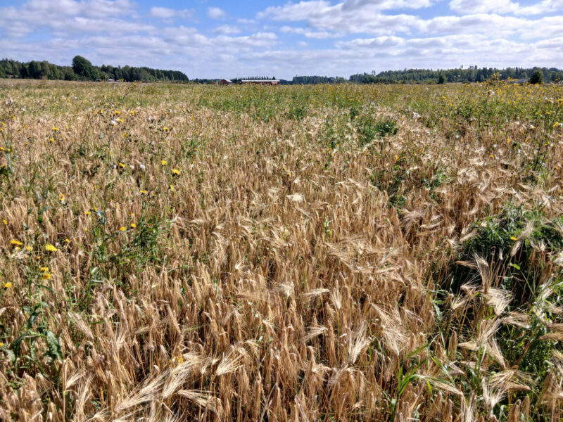 mönkkö 25.8.2026