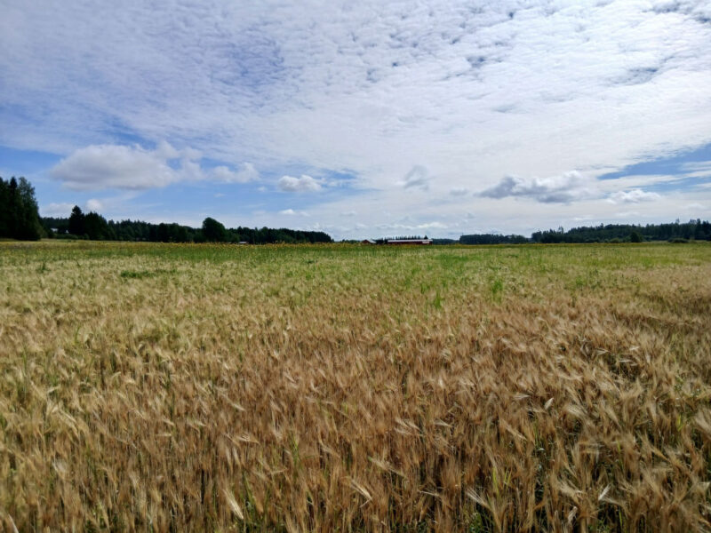 mönkkö 4.8.2026