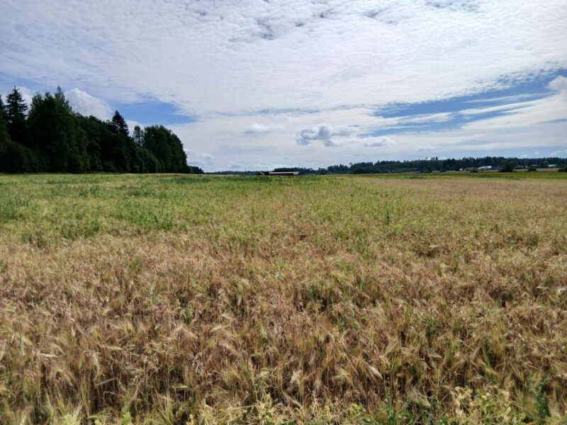 mönkkö 4.8.2026