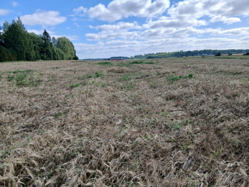 mönkkö 25.8.2026
