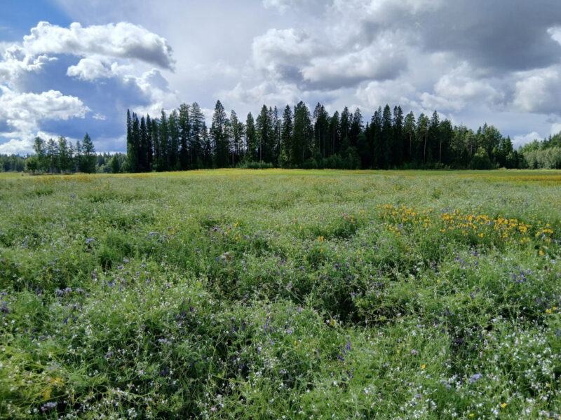 nummilohko 11.8.2026