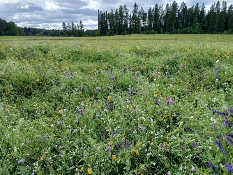 nummillohko 17.8.2026