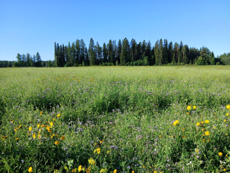 nummilohko 29.7.2026