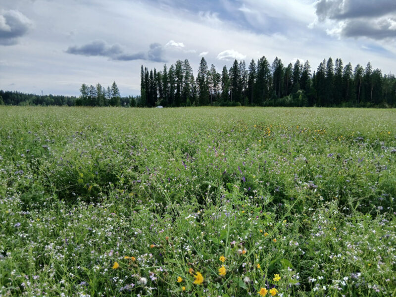 nummilohko 3.8.2026