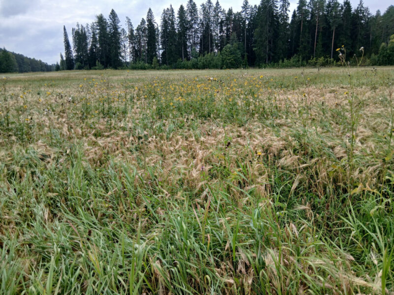 nummilohko 24.8.2026