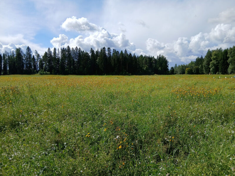 nummilohko 11.8.2026