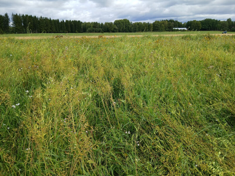 nummmilohko 17.8.2026