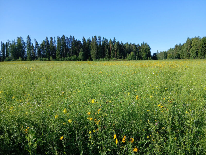 nummilohko 29.7.2026