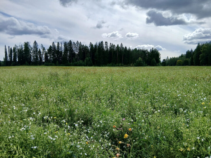 nummilohko 3.8.2026