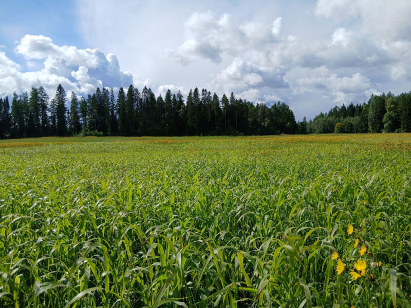 nummilohko 11.8.2026