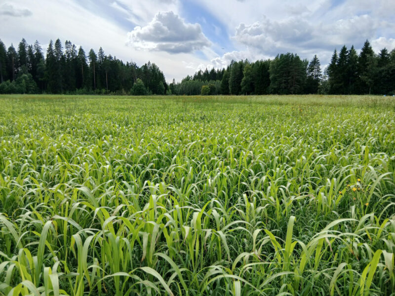 nummilohko 3.8.2026