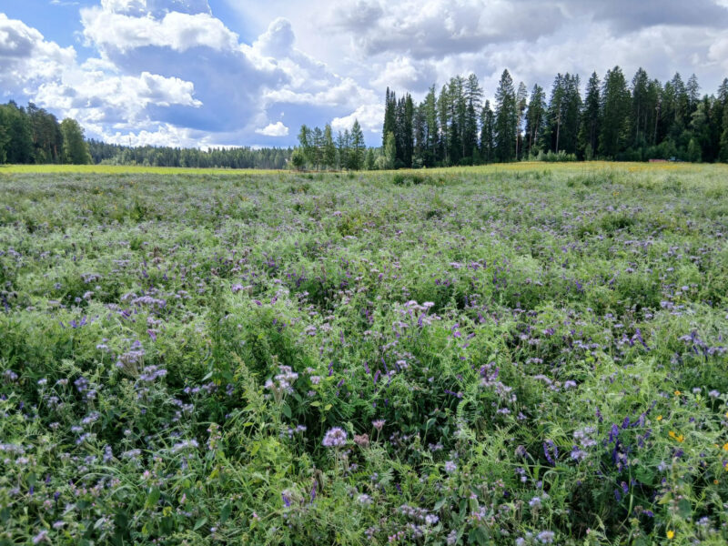 nummilohko 11.8.2026