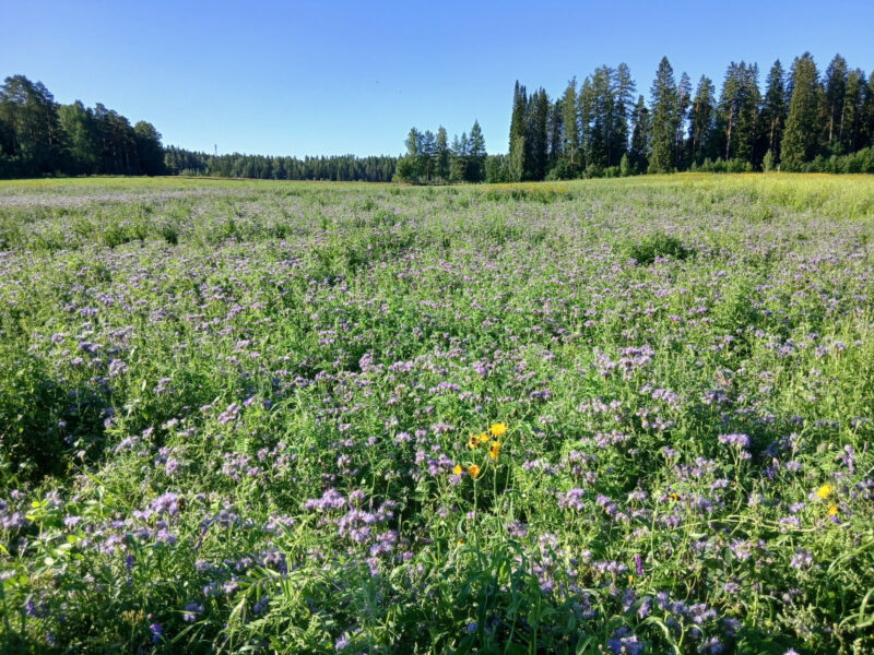 nummilohko 29.7.2026