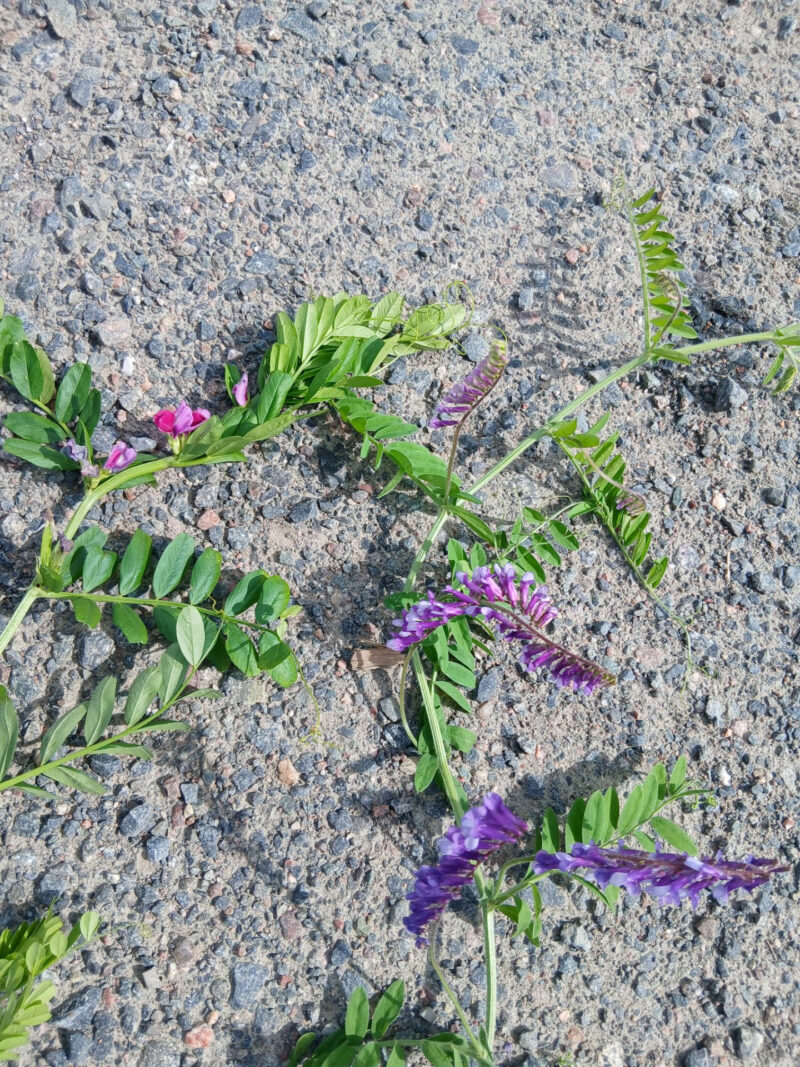 nummilohko 3.8.2026
