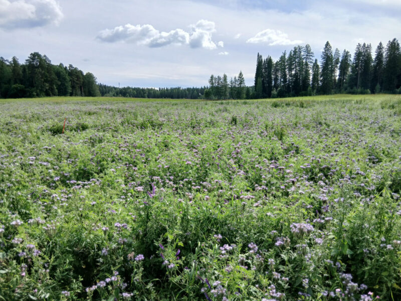 nummilohko 3.8.2026