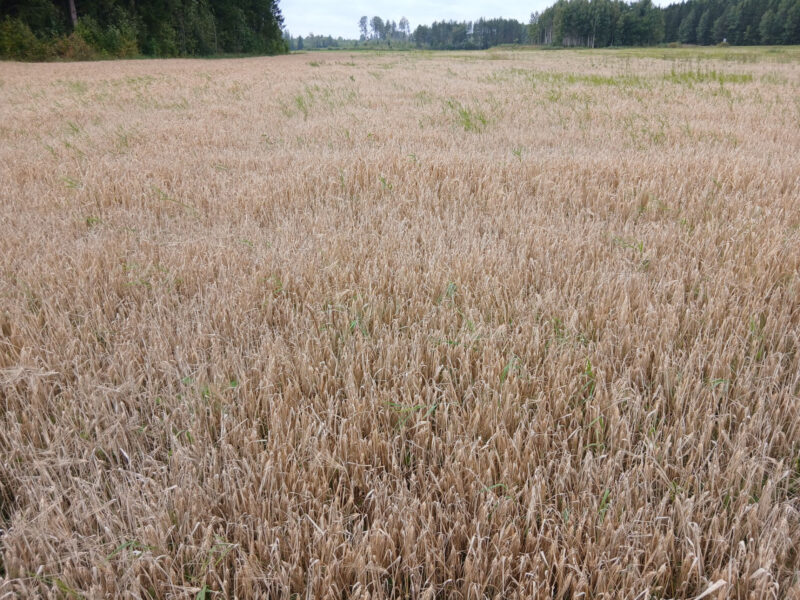 ojala 24.8.2026