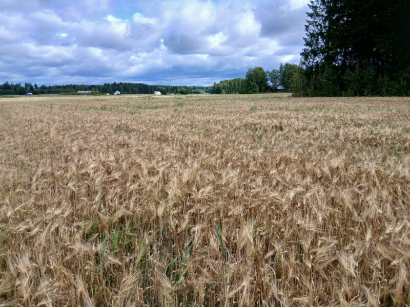 ojala 17.8.2026