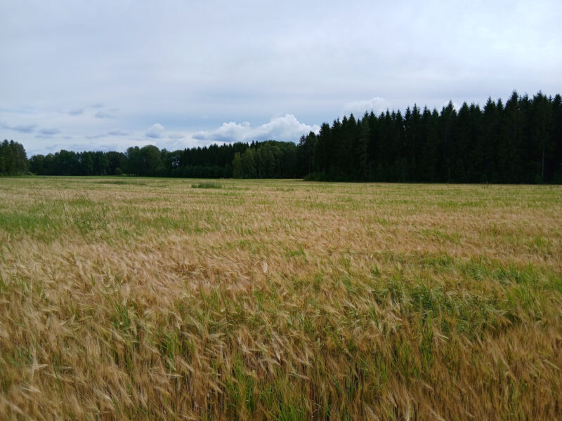 ojala 3.8.2026