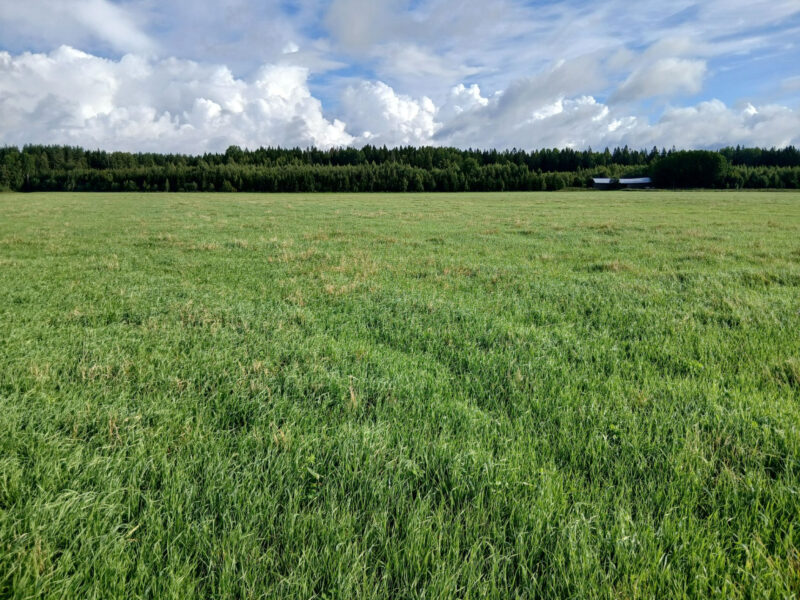 pellinsuo etu 11.8.2026