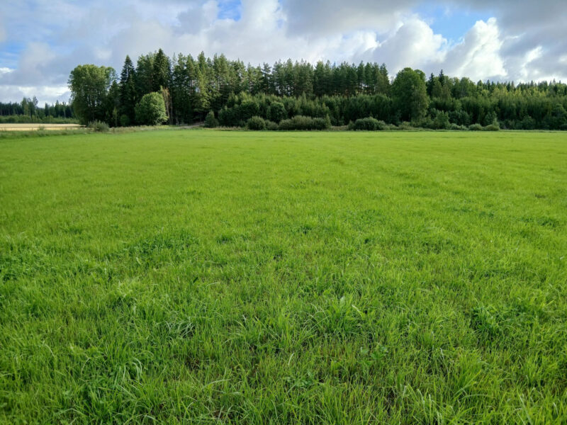 peräkäs 11.8.2026