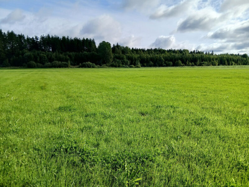 peräkäs 17.8.2026