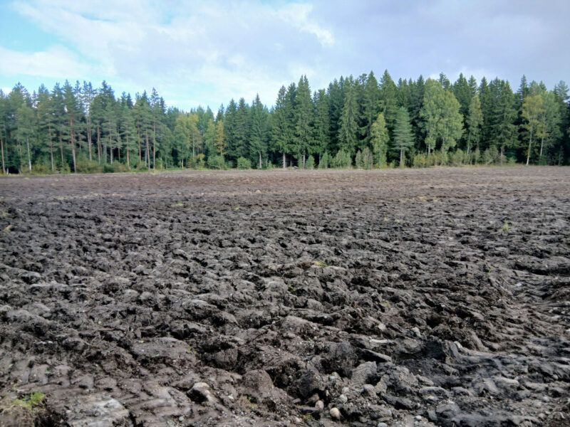 pikku lassila 24.8.2026
