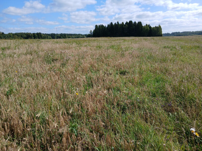 riuskanoja 25.8.2026
