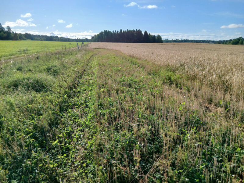 riuskanoja 11.8.2026