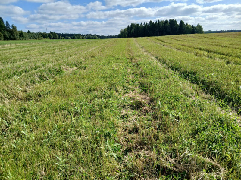 riuskanoja 25.8.2026