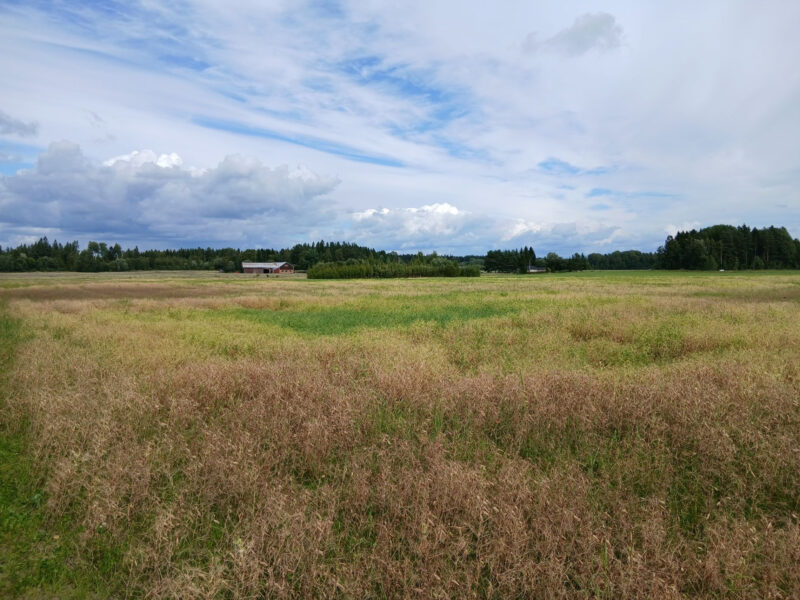ruohonen 3.8.2026