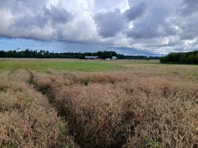 ruohonen 11.8.2026
