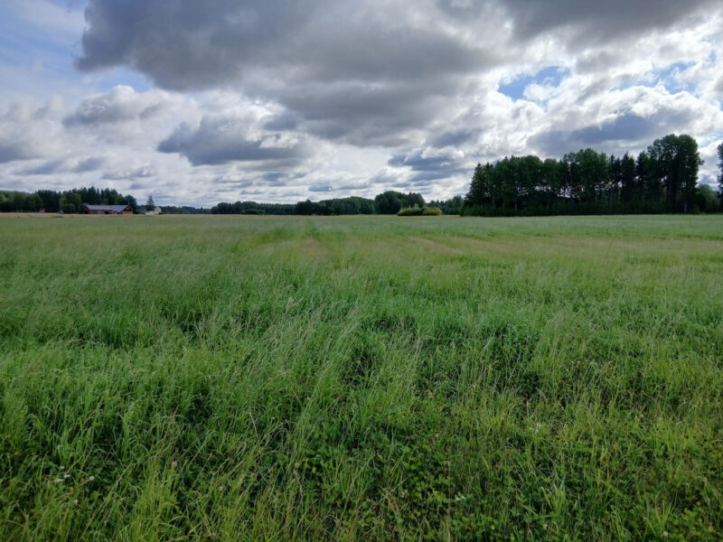 ruohonen 17.8.2026