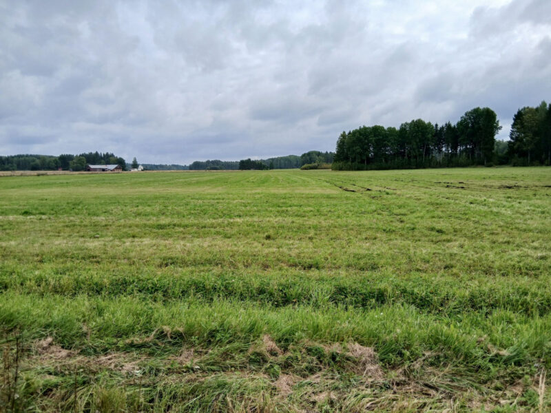 ruohonen 24.8.2026