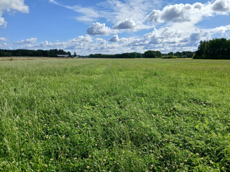 ruohonen 3.8.2026