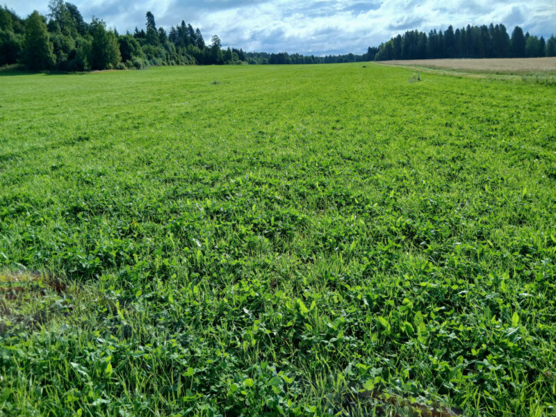 uusikylä 17.8.2026