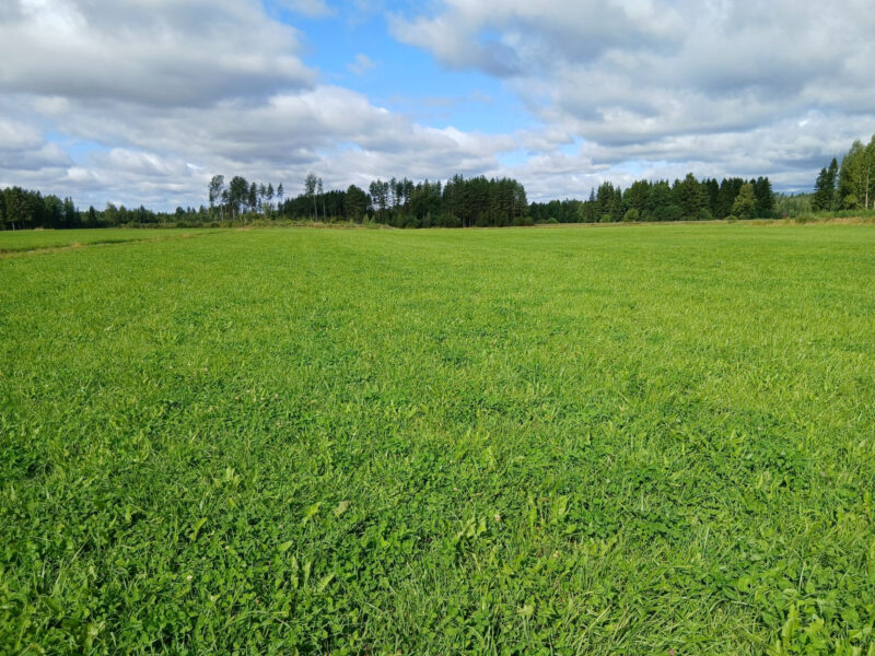 valtatie 17.8.2026