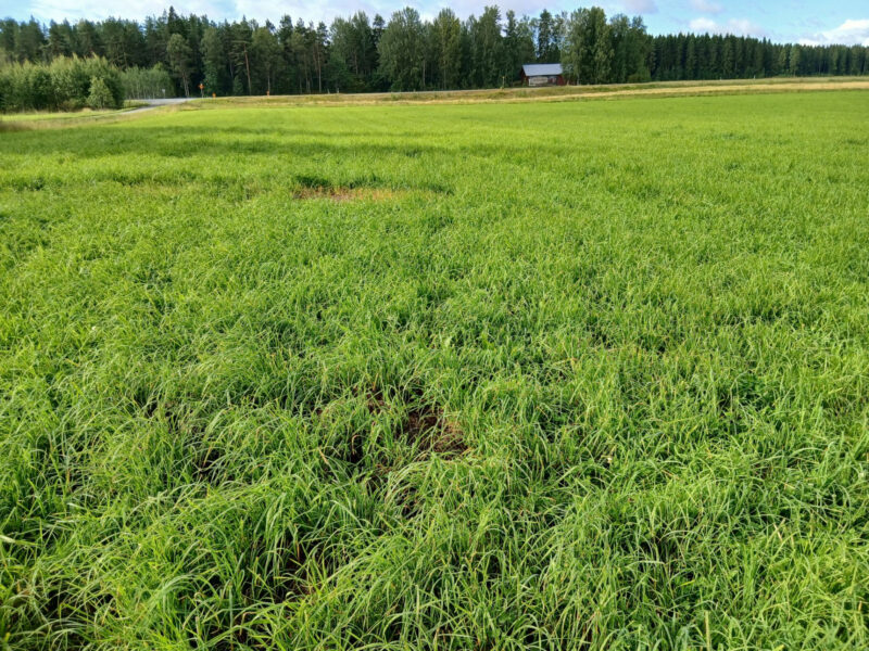 vepsä 11.8.2026