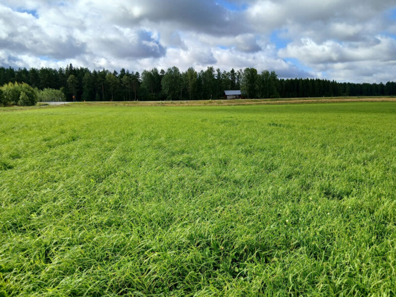 vepsä 17.8.2026