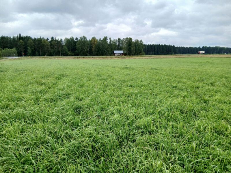 vepsä 24.8.2026