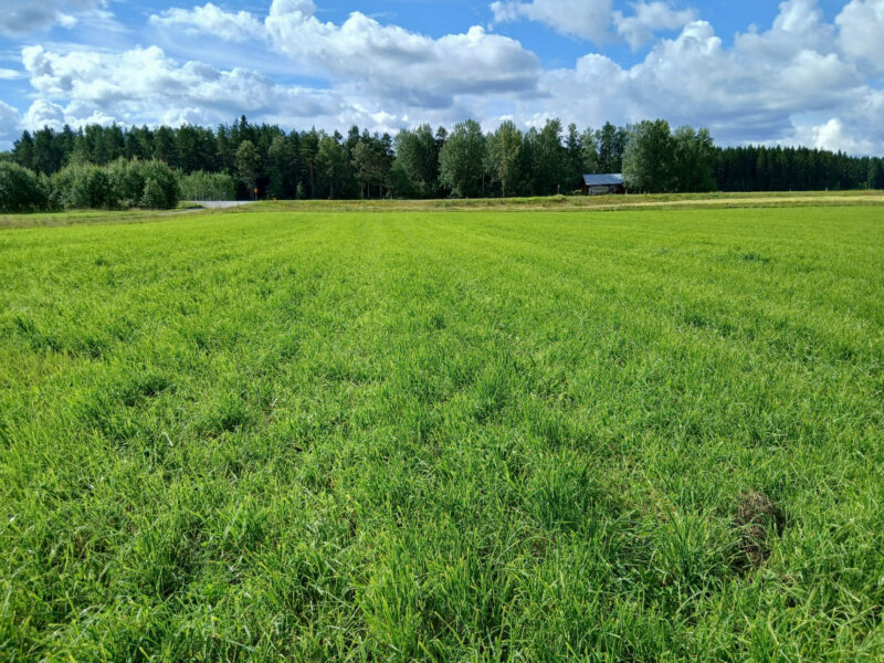 vepsä 3.8.2026