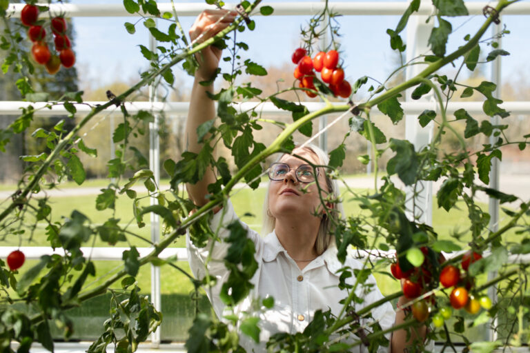 Nainen poimii tomaatteja/Woman is picking tomatoes