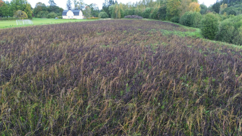 kuusiaita 17.9.2026