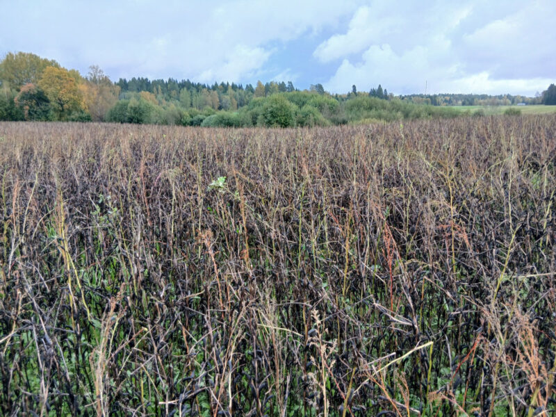 kuusiaita 21.9.2026