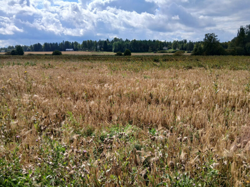 mönkkö 1.9.2026