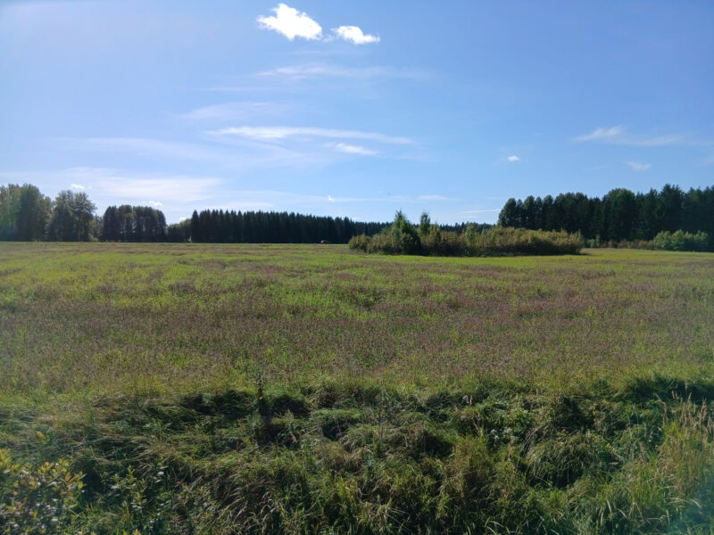 ruohonen 2.9.2026